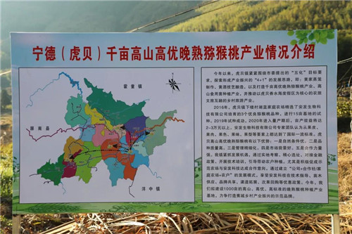安发高益槐教授和宁德市委书记郭锡文共同到虎贝镇指导猕猴桃产业发展
