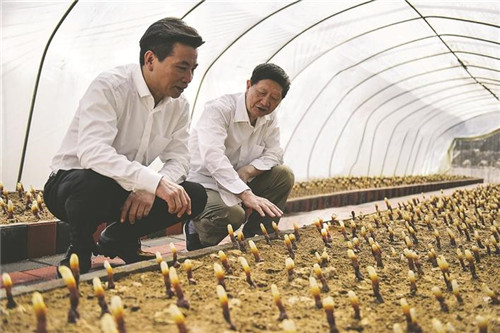康美来:灵芝撑起“致富伞” 大山深处焕新颜