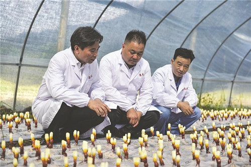 康美来:灵芝撑起“致富伞” 大山深处焕新颜