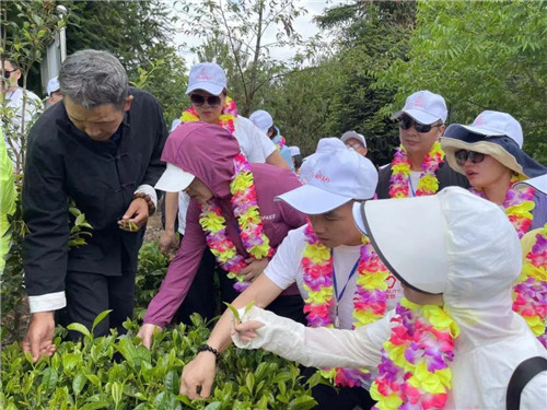 2021理想创业精英千年茶乡探秘之旅:国际茶日,茶山朝圣