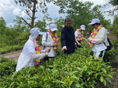 2021理想创业精英千年茶乡探秘之旅:国际茶日,茶山朝圣